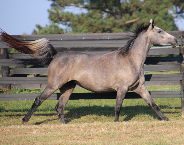 Dahess X Dreamm Diva, Cre Run Farm, Arabian Racing