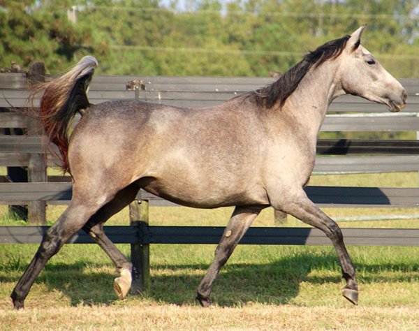 Dahess X Dreamm Diva, Cre Run Farm, Arabian Racing