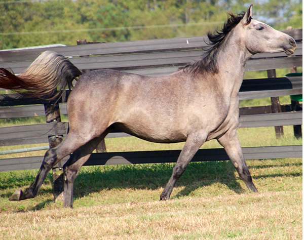 Dahess X Dreamm Diva