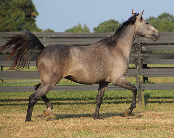 Dahess X Dreamm Diva