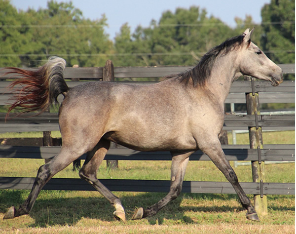 Dahess X Dreamm Diva, Cre Run Farm, Arabian Racing