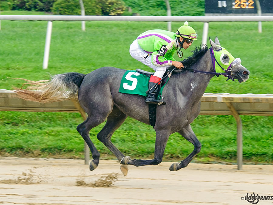A Real Diva, race winner at Delaware Park, owned and bred by Cre Run