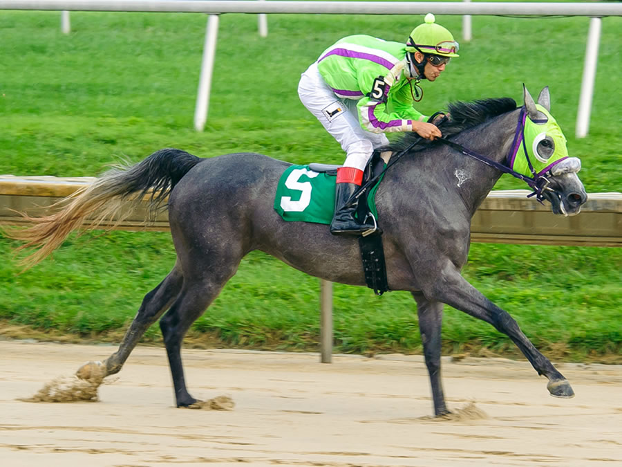 A Real Diva, race winner at Delaware Park, owned and bred by Cre Run