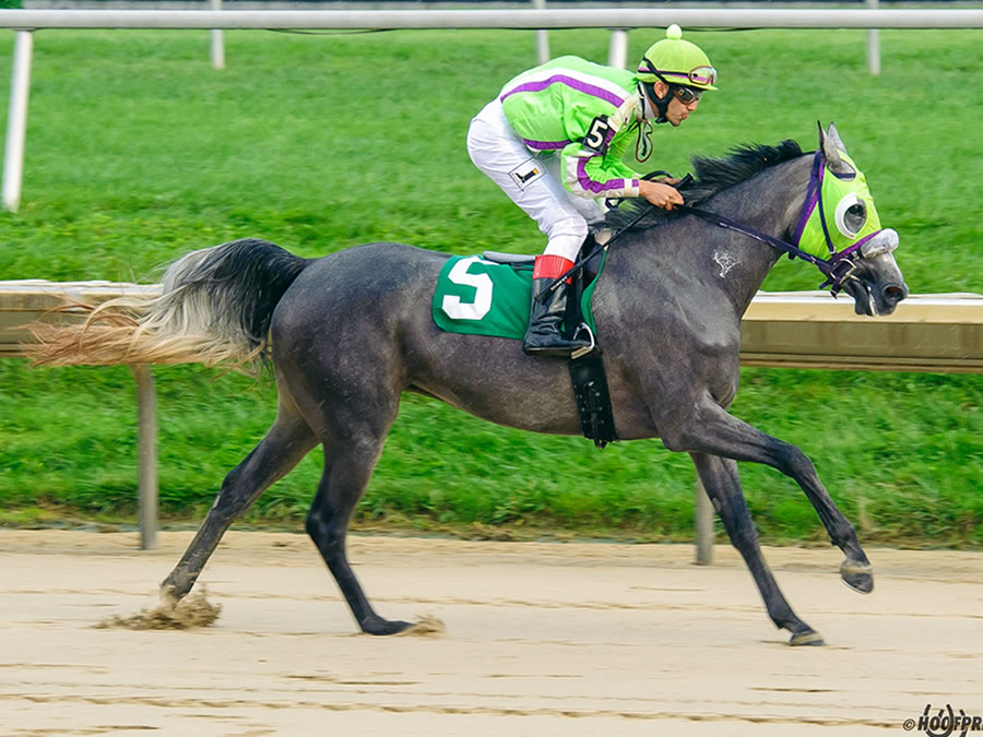 A Real Diva, race winner at Delaware Park, owned and bred by Cre Run
