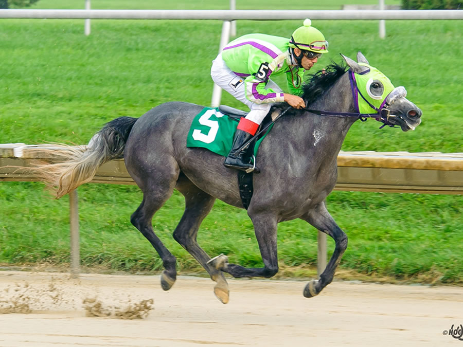 A Real Diva, race winner at Delaware Park, owned and bred by Cre Run