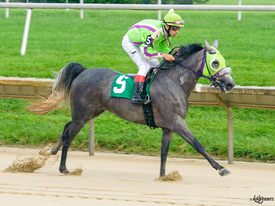 A Real Diva, race winner at Delaware Park, owned and bred by Cre Run