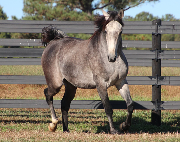 Cre Run Arabian Race Horses