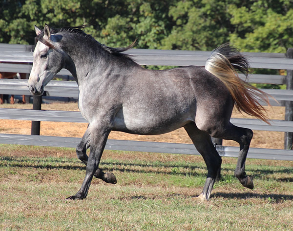 Cre Run Arabian Race Horses