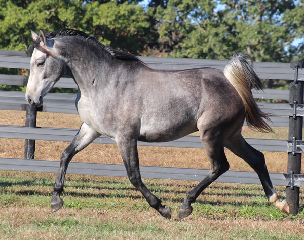 Cre Run Arabian Race Horses
