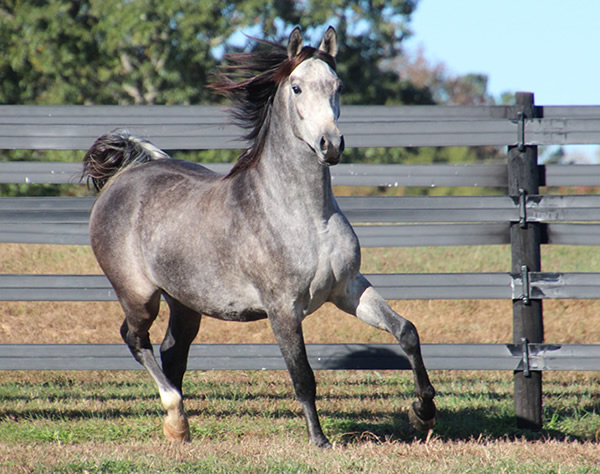 Cre Run Arabian Race Horses