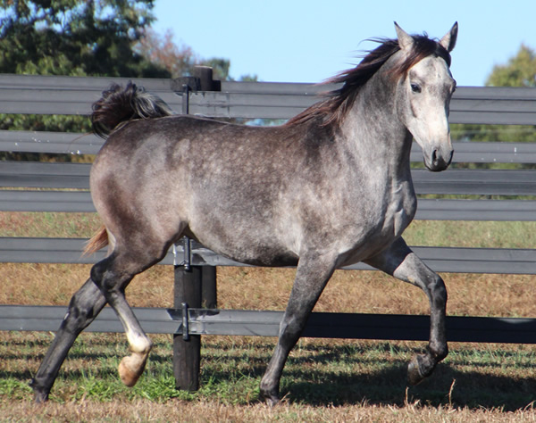 Cre Run Arabian Race Horses