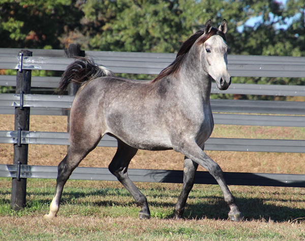 Cre Run Arabian Race Horses
