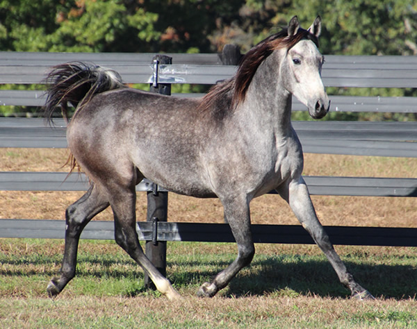 Cre Run Arabian Race Horses