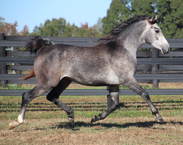 Cre Run Arabian Race Horses