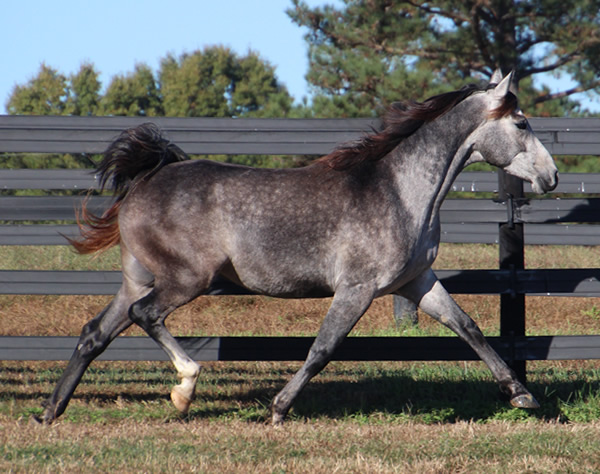 Cre Run Arabian Race Horses