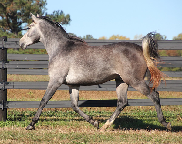 Cre Run Arabian Race Horses