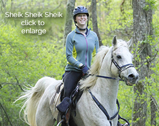 Sheik Sheik Sheik- Biltmore2015 endurance