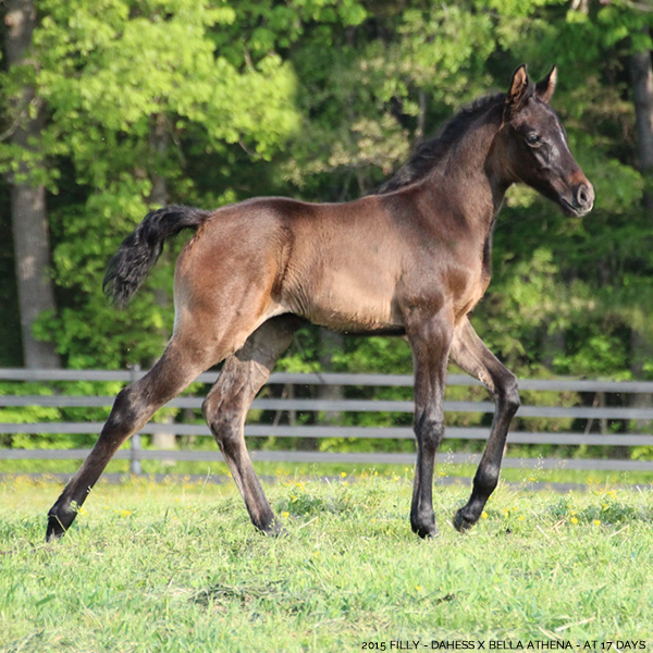 2015 filly, Dahess x Bella Atheena, Cre Run Farm