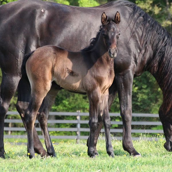 2015 filly, Dahess x Bella Atheena, Cre Run Farm