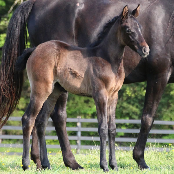 2015 filly, Dahess x Bella Atheena, Cre Run Farm