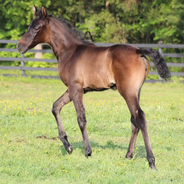 2015 filly, Dahess x Bella Atheena, Cre Run Farm