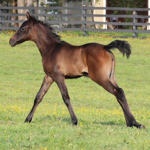 2015 filly, Dahess x Bella Atheena, Cre Run Farm