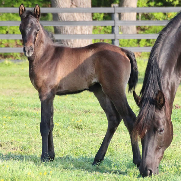 2015 filly, Dahess x Bella Atheena, Cre Run Farm