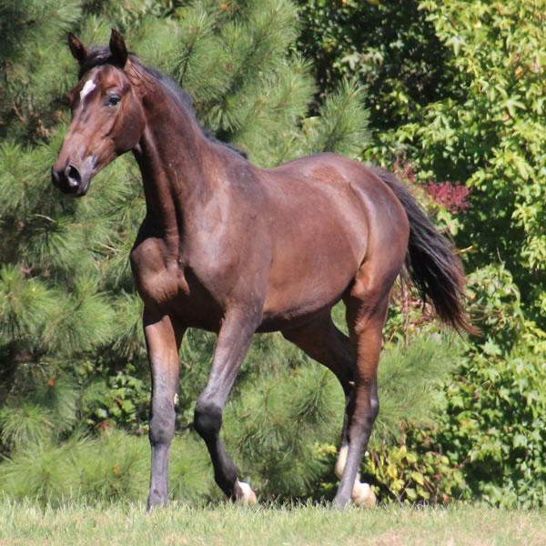 Bellfastt, by Nivour De Cardonne