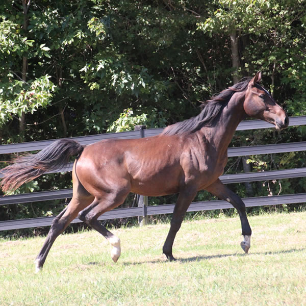 Bellfastt, by Nivour De Cardonne