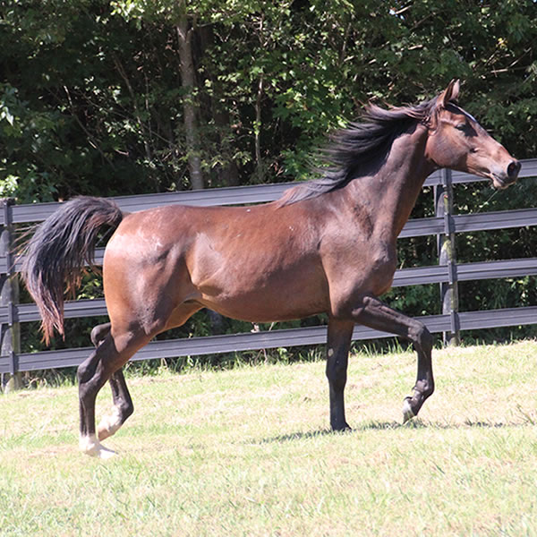 Bellfastt, by Nivour De Cardonne