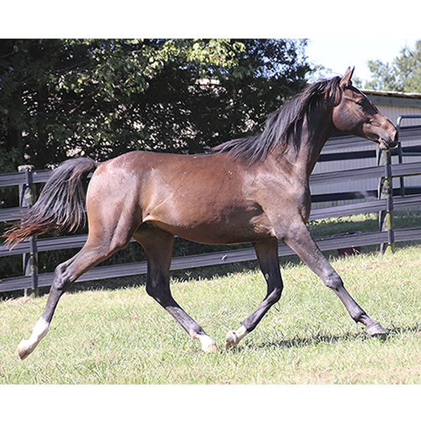 Bellfastt, by Nivour De Cardonne