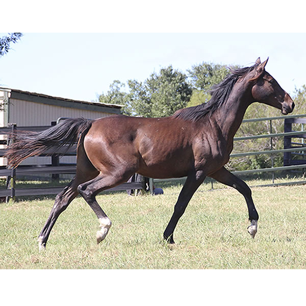 Bellfastt, by Nivour De Cardonne