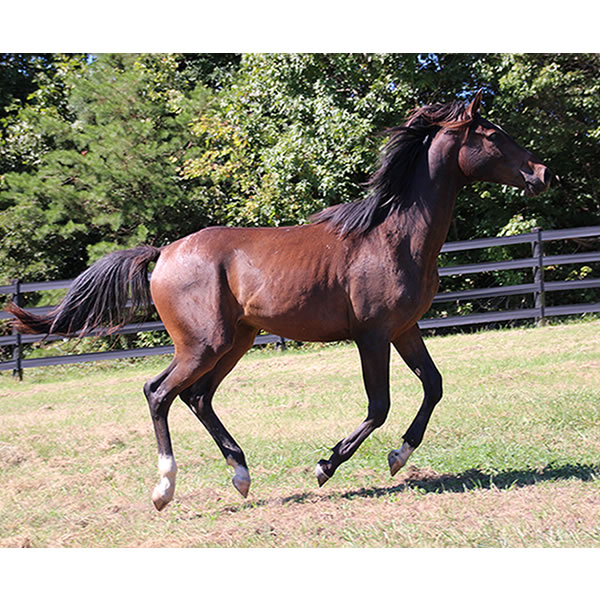 Bellfastt, by Nivour De Cardonne