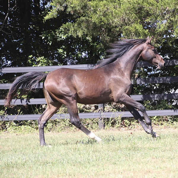 Bellfastt, by Nivour De Cardonne