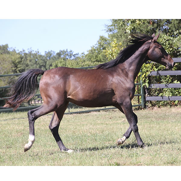 Bellfastt, by Nivour De Cardonne