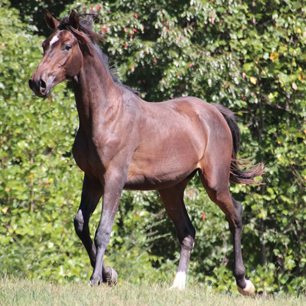 Bellfastt, by Nivour De Cardonne