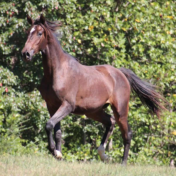 Bellfastt, by Nivour De Cardonne