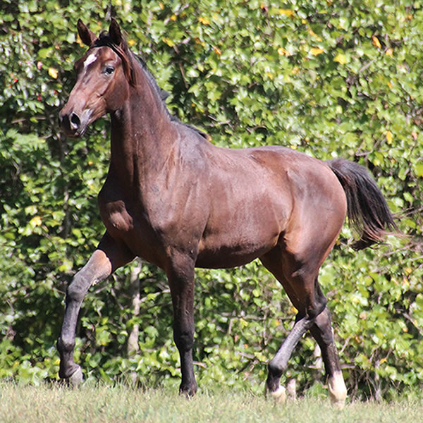 Bellfastt, by Nivour De Cardonne