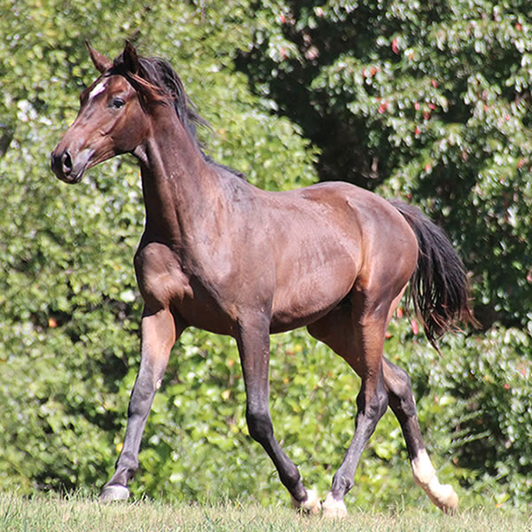 Bellfastt, by Nivour De Cardonne