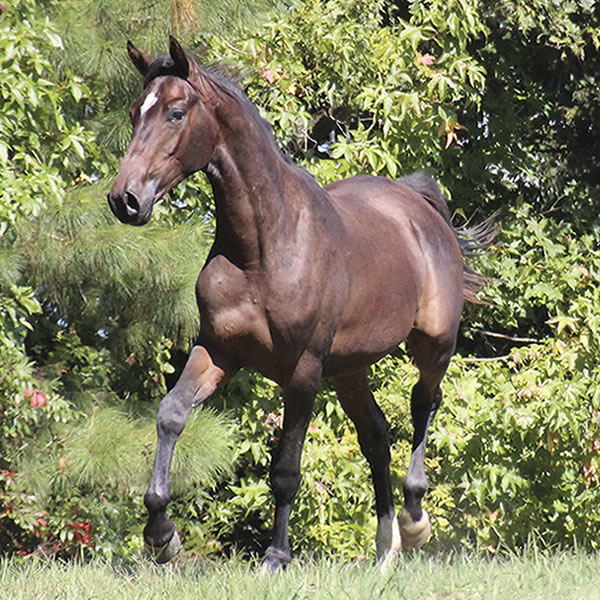 Bellfastt, by Nivour De Cardonne