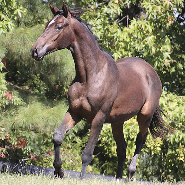 Bellfastt, by Nivour De Cardonne