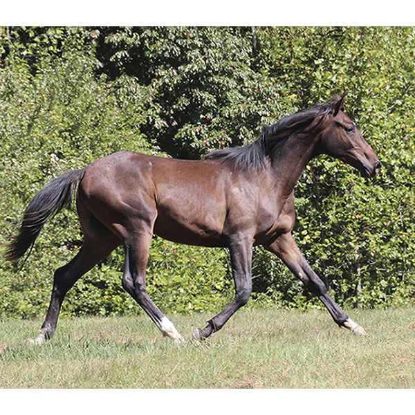 Bellfastt, by Nivour De Cardonne