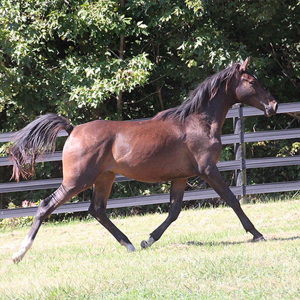 Bellfastt, by Nivour De Cardonne