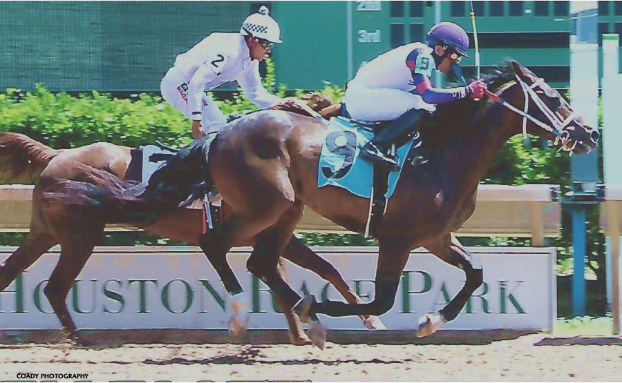 BELLFASTT, Arabian Racehorse bred by Cre Run