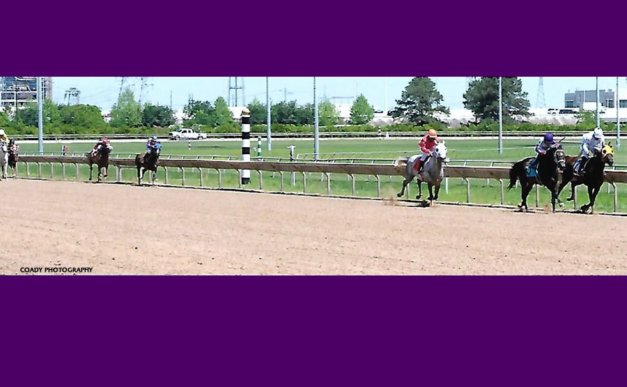 BELLFASTT, Arabian Racehorse bred by Cre Run