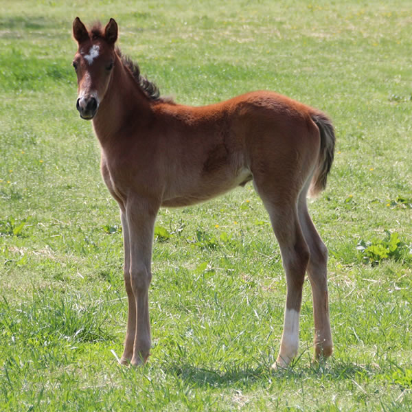 2015 colt, Dahess x Celeztina, Cre Run Farm