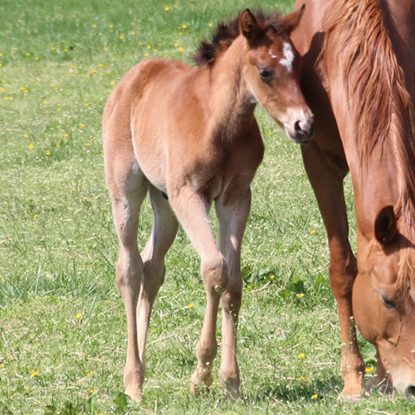 2015 colt, Dahess x Celeztina, Cre Run Farm