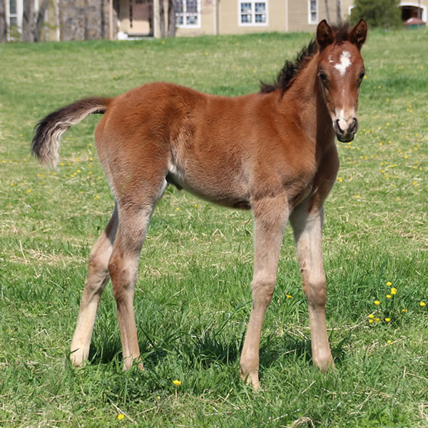 2015 colt, Dahess x Celeztina, Cre Run Farm