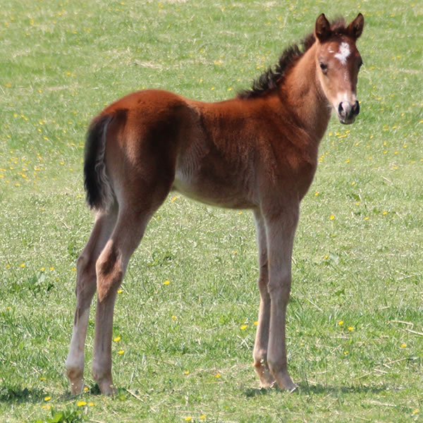2015 colt, Dahess x Celeztina, Cre Run Farm