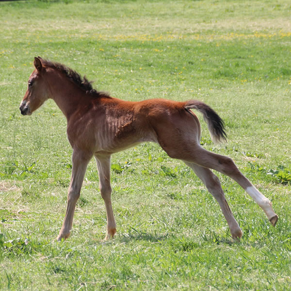 2015 colt, Dahess x Celeztina, Cre Run Farm